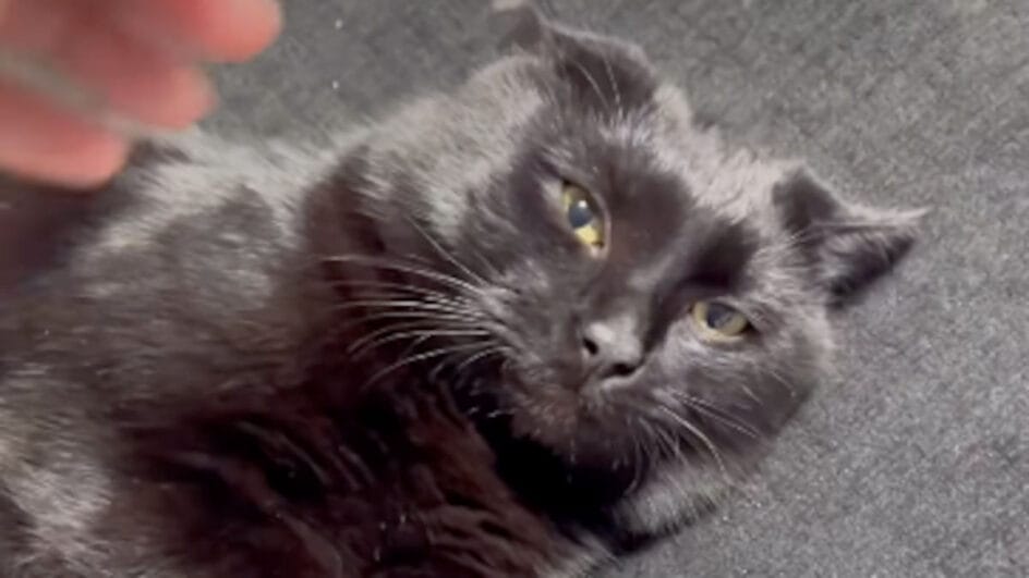 A reação de Onyx mostra que sibilos e arranhões são linguagem, não “maldade”, e que bem-estar vem antes da insistência. Foto: Reprodução/Instagram