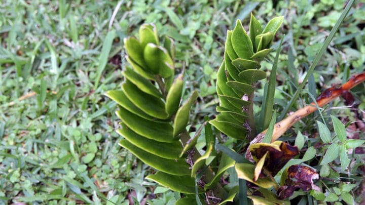 A zamioculca ganha espaço na porta de casa por simbolizar resistência e estabilidade, além de ser fácil de manter no dia a dia. Foto: Banco de imagens