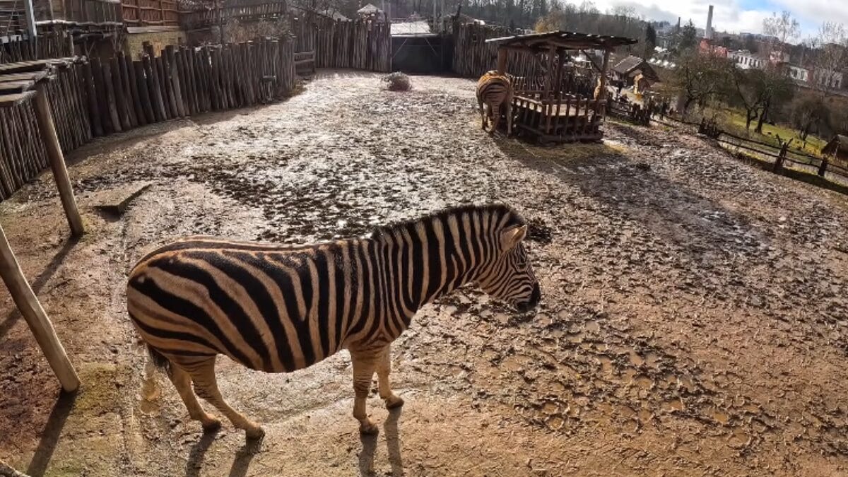 Zoológico de Jihlava