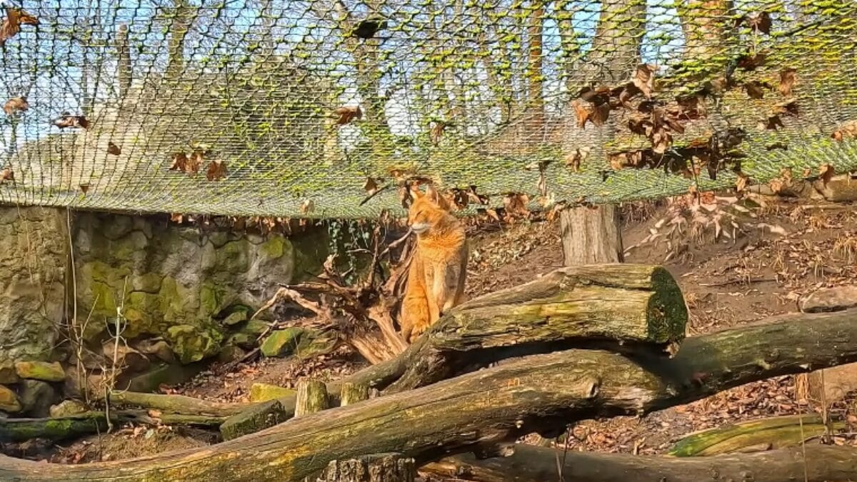 Zoológico de Jihlava