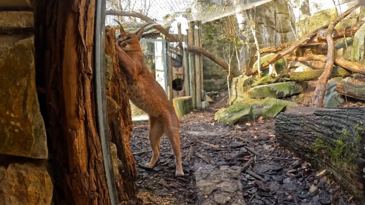 Zoológico de Jihlava