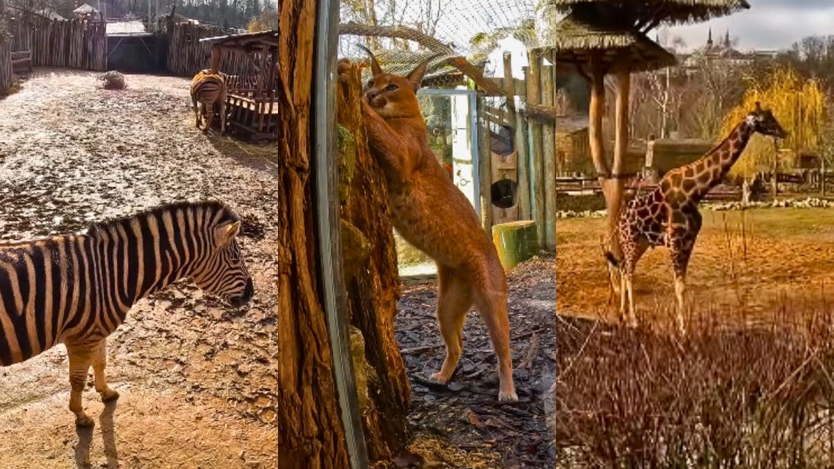 Zoológico de Jihlava