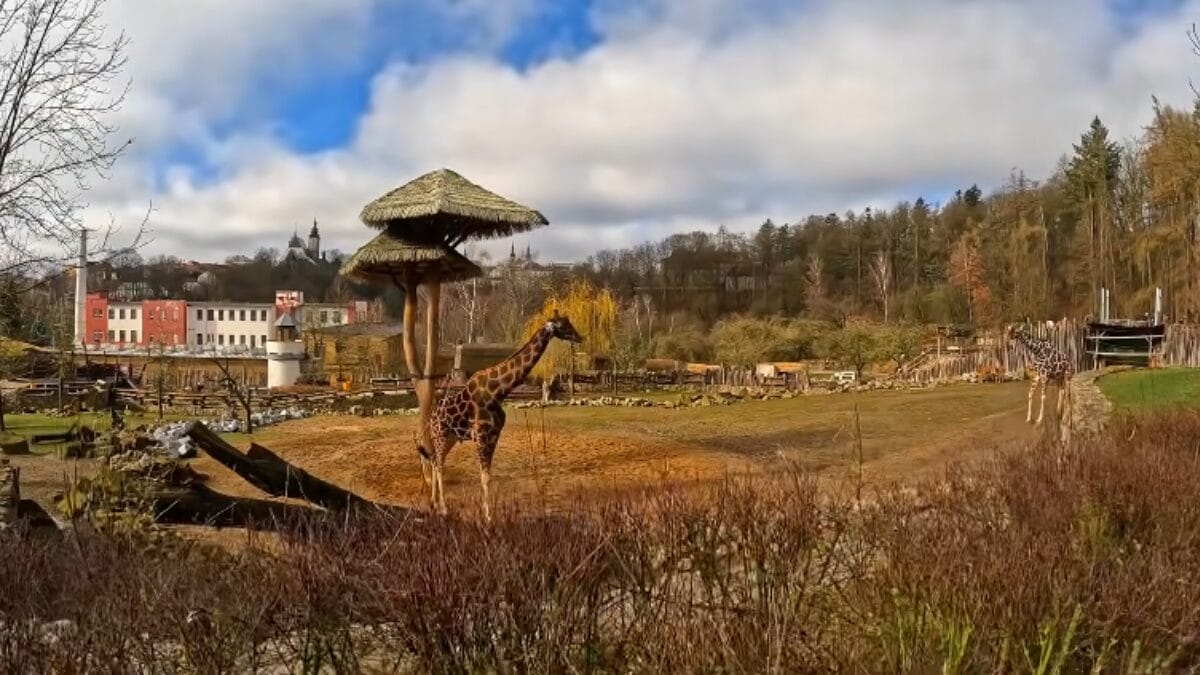 Zoológico de Jihlava