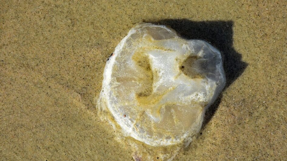 Animais marinhos são indicados pelas bandeiras lilás nas praias de SC (Foto: Banco de Imagens)