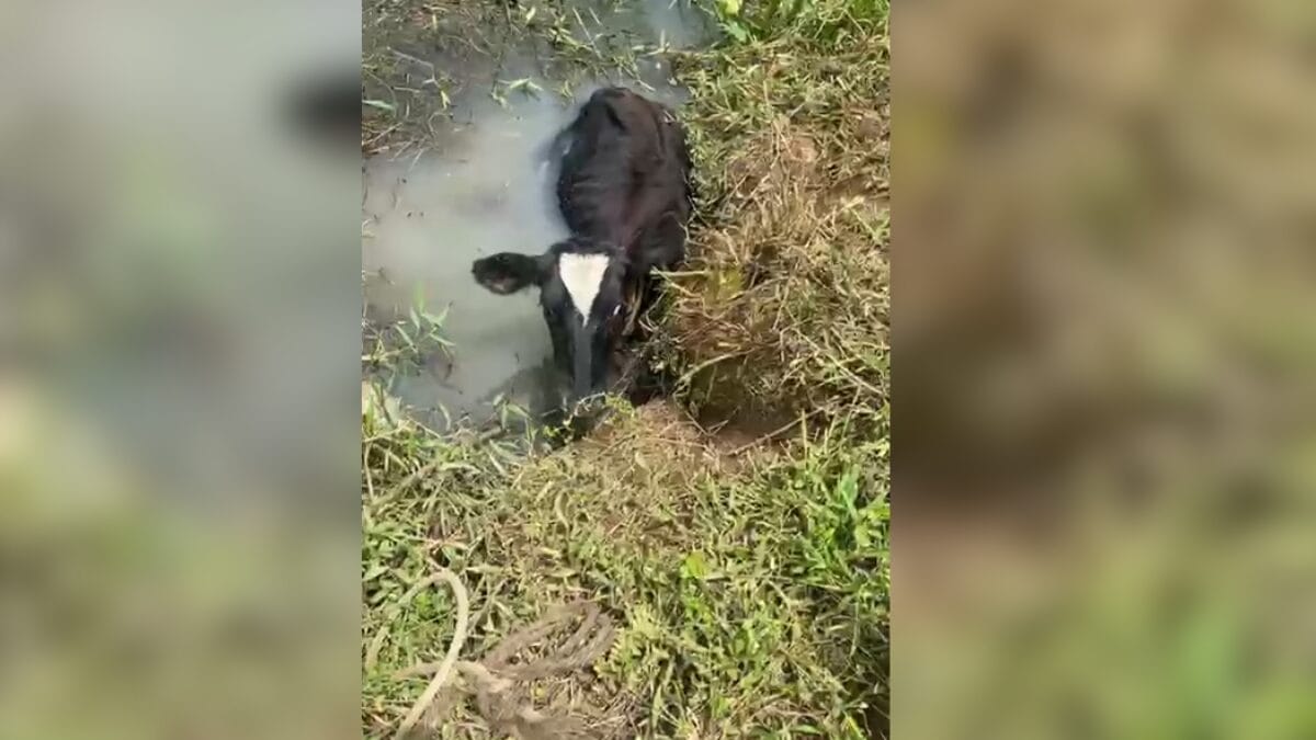 Bezerro estava atolado em vala (Foto: CBMSC, Divulgação)