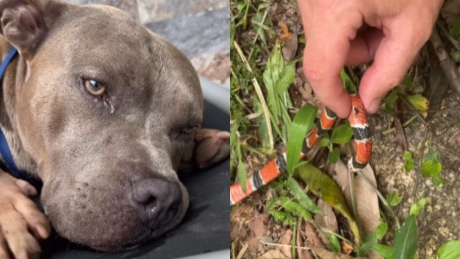 Cachorro tinha seis anos (Foto: Redes sociais, Reprodução)