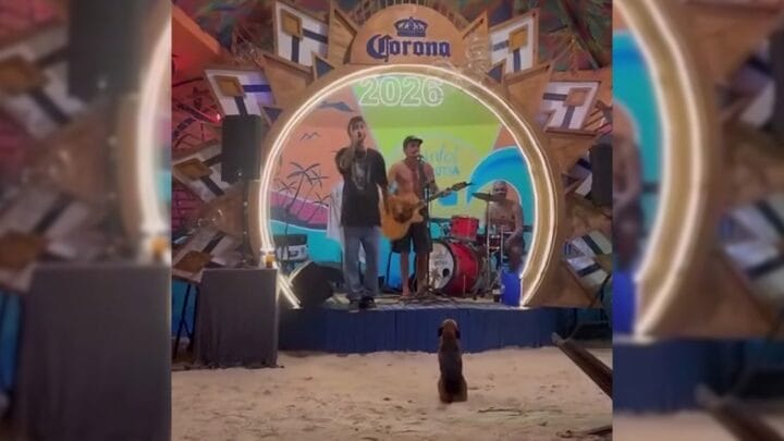 Cachorro acompanha show na Praia do Rosa