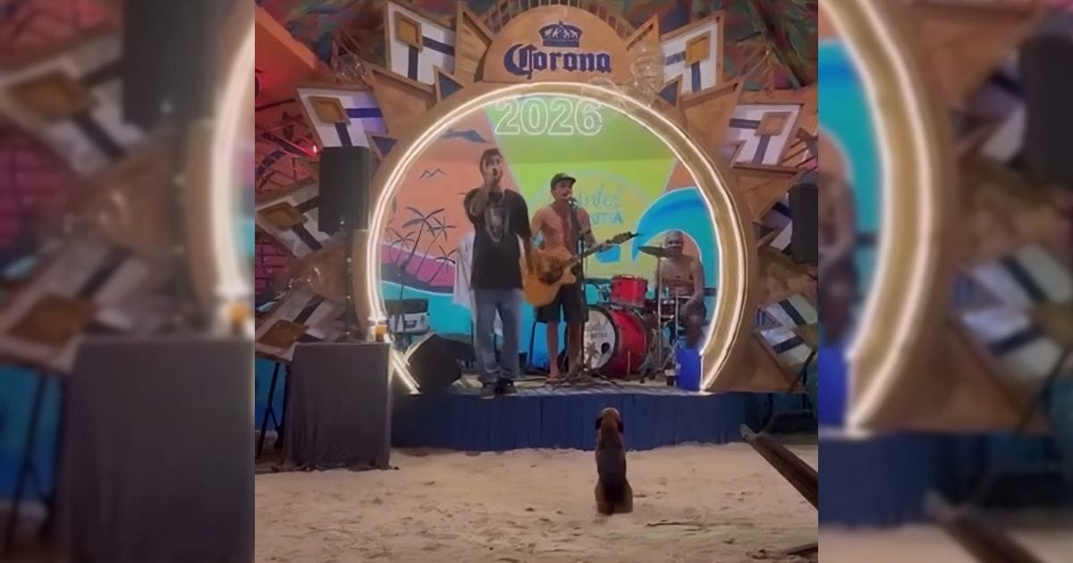 Cachorro acompanha show na Praia do Rosa