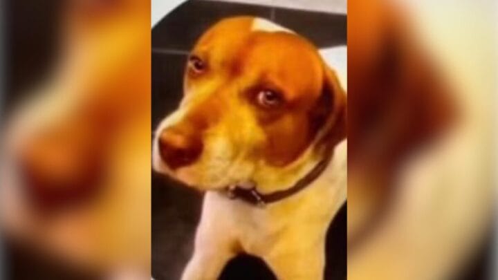 Cachorro era chamado de Caramelo (Foto: Redes sociais, Reprodução)