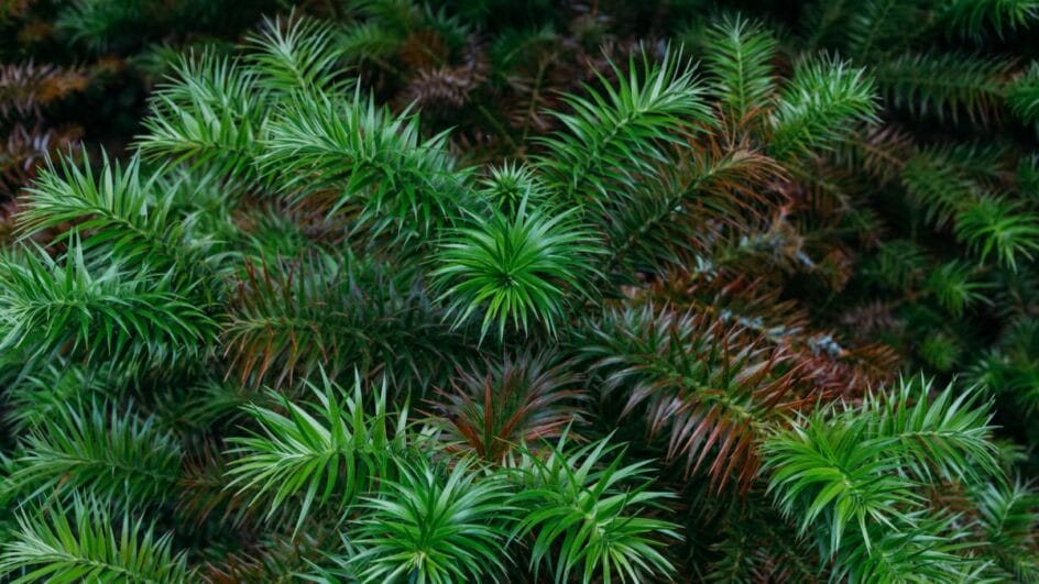 A planta altera a forma como o solo absorve a água e aumenta a incidência de incêndios (Foto: Banco de imagens)