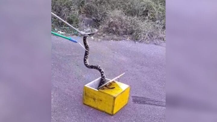 Cobra foi encontrada no bairro Saco Grande, em Florianópolis, na última semana (Foto: CBMSC, Reprodução)