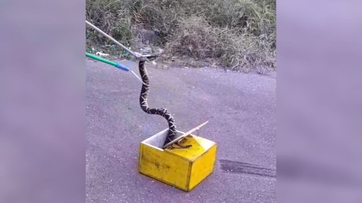 Cobra foi encontrada no bairro Saco Grande, em Florianópolis, na última semana (Foto: CBMSC, Reprodução)