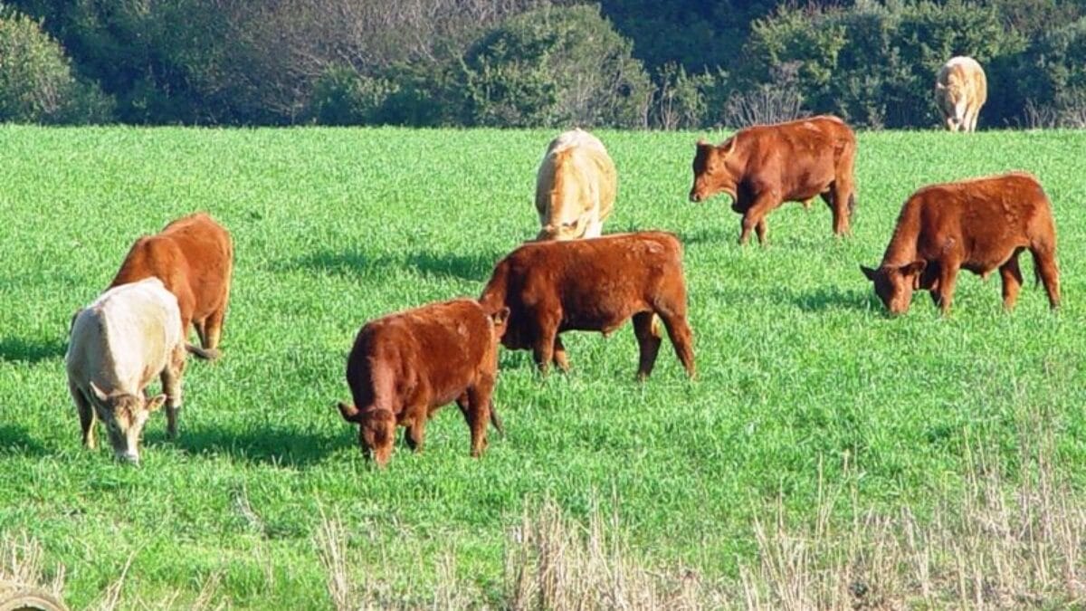 Exportações de carne bovina chegaram ao faturamento de 12 milhões de dólares (Foto: Epagri/Cepa, Divulgação)