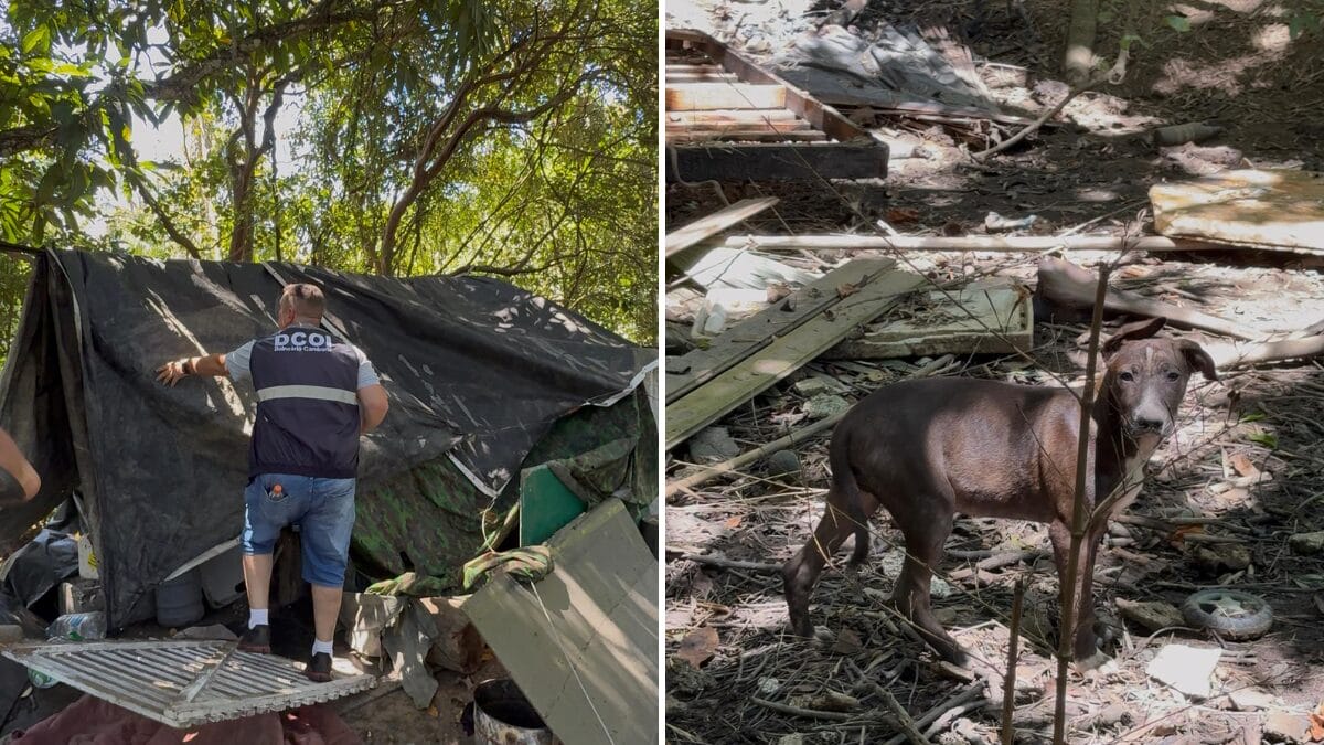 Operação Mangue Limpo em Balneário Camboriú