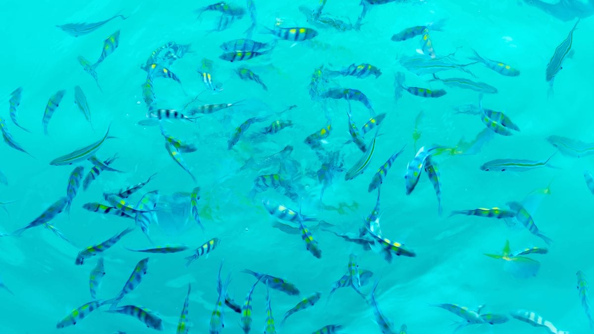 As tainhas abandonam as lagoas geladas para encontrar &aacute;guas com temperaturas um pouco mais amenas dentro da cidade (Foto: Banco de imagens)