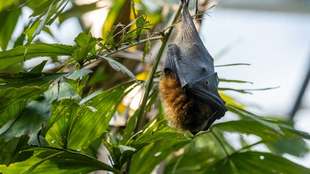 Vírus circula principalmente entre morcegos frugívoros do gênero Pteropus (Foto: Banco de Imagens)