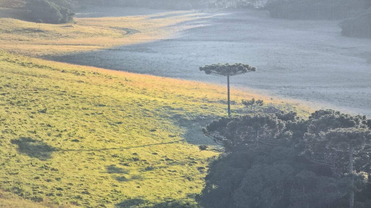 Geada do dia 21 de janeiro de 2026 em S&atilde;o Joaquim