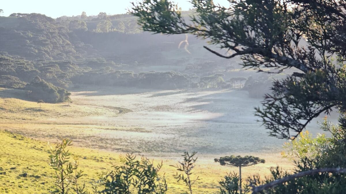 Geada do dia 21 de janeiro de 2026 em S&atilde;o Joaquim