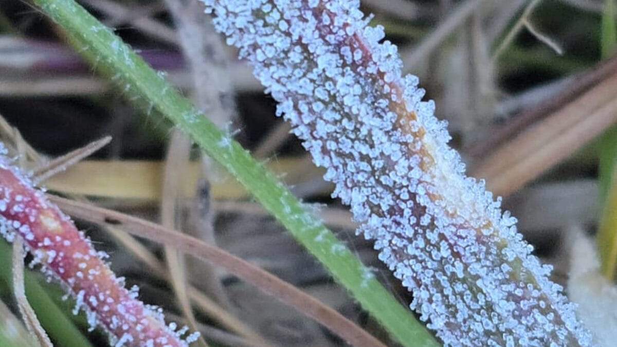Vale dos Caminhos da Neve coberto por geada no dia 5 de janeiro de 2026