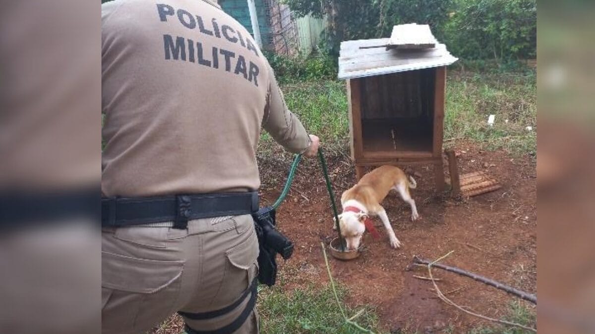Maus-tratos a cães
