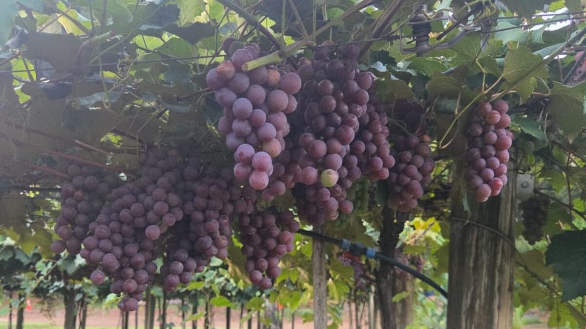 S&iacute;tio 3 Quedas