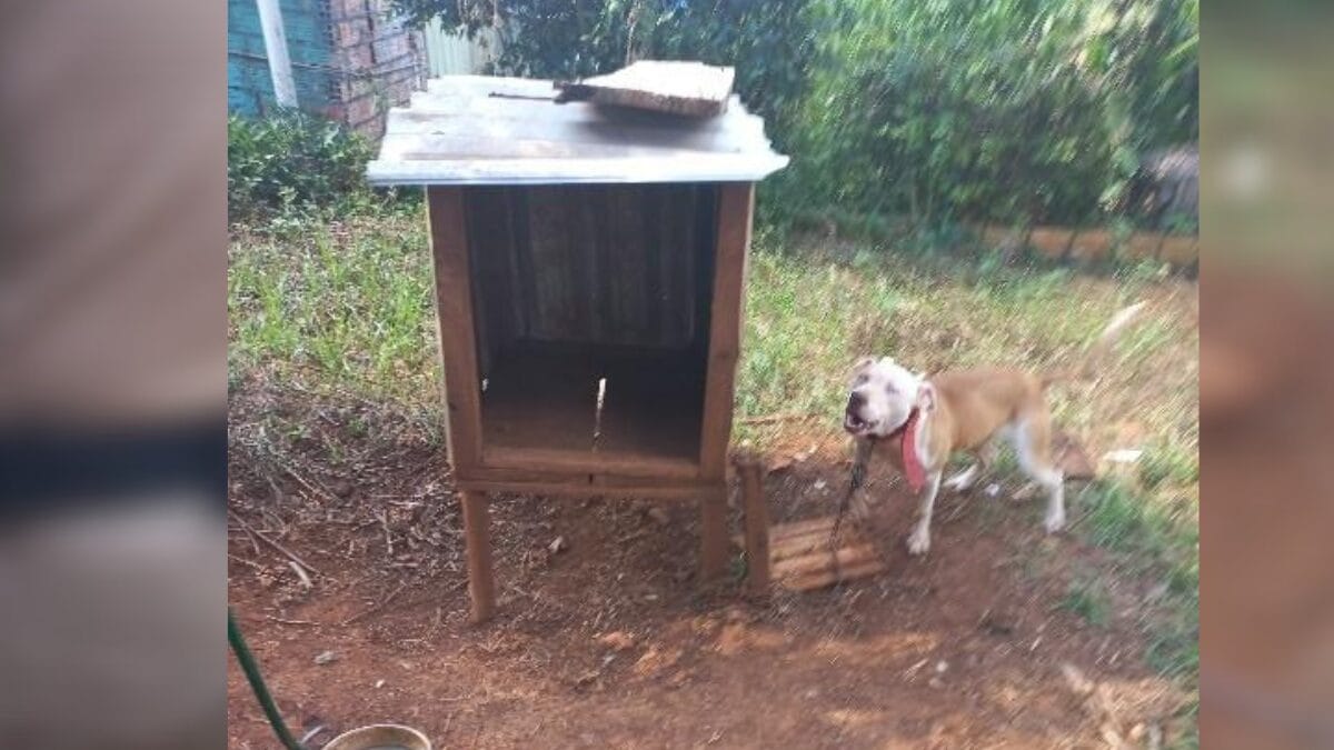 Maus-tratos a cães