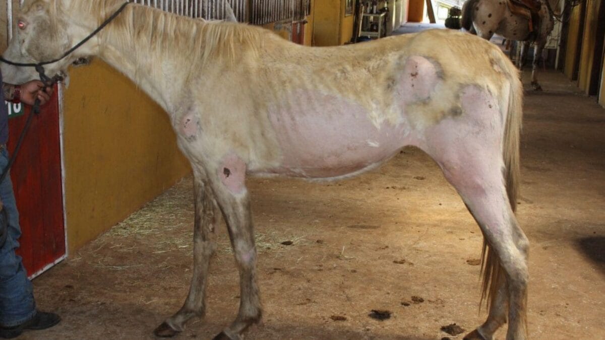 Cavalos vítimas de maus-tratos em Xanxerê serão leiloados e dono vai pagar indenização de R$ 150 mil