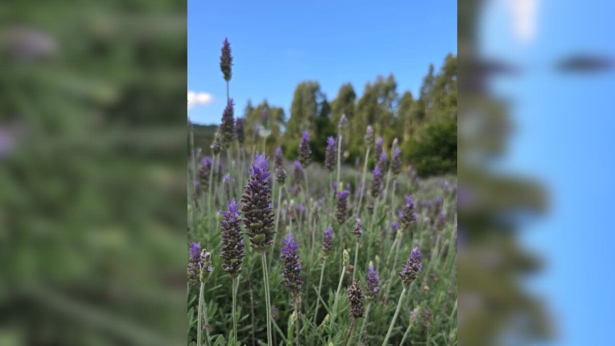 S&iacute;tio 3 Quedas