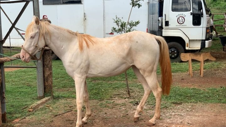 Cavalos vítimas de maus-tratos em Xanxerê serão leiloados e dono vai pagar indenização de R$ 150 mil