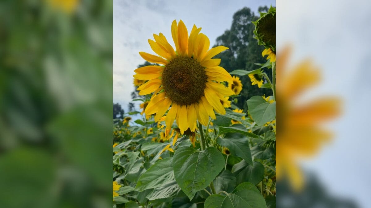 S&iacute;tio 3 Quedas