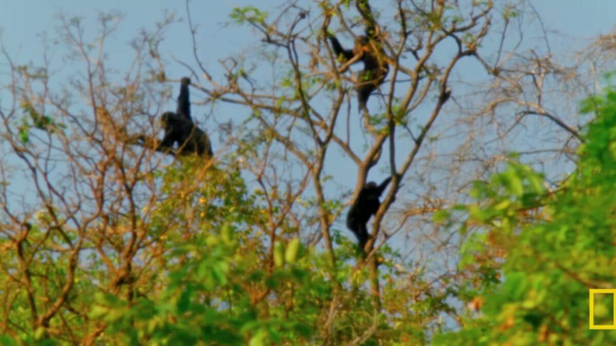 Chimpanz&eacute;s em seu habitat natural no Parque de Gombe, Tanz&acirc;nia, onde Jane Goodall iniciou suas observa&ccedil;&otilde;es sobre o uso de ferramentas.