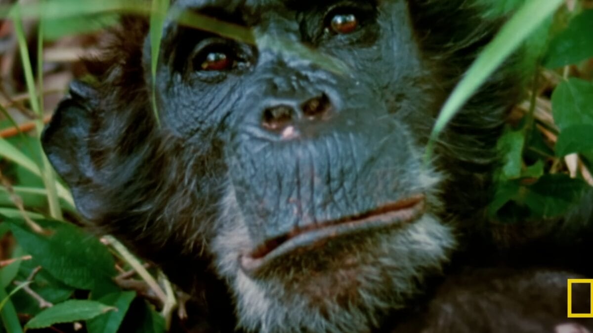 Rosto de um chimpanz&eacute; visto de frente, com olhar profundo e expressivo, parcialmente emoldurado por folhas verdes.