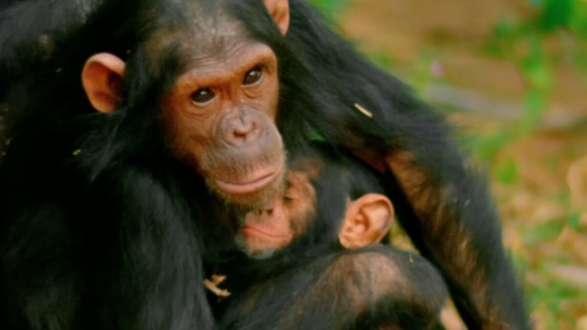 Uma chimpanz&eacute; adulta abra&ccedil;ando um filhote que repousa a cabe&ccedil;a em seu peito.