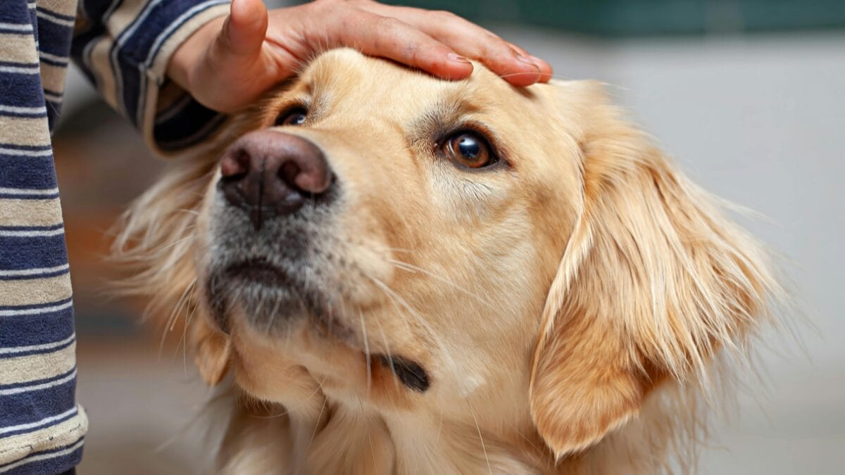 Animais de estimação estão proibidos no Carnaval de Florianópolis em 2026