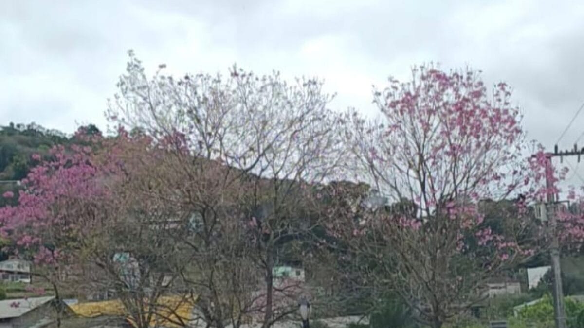 Corte de árvores em Capinzal