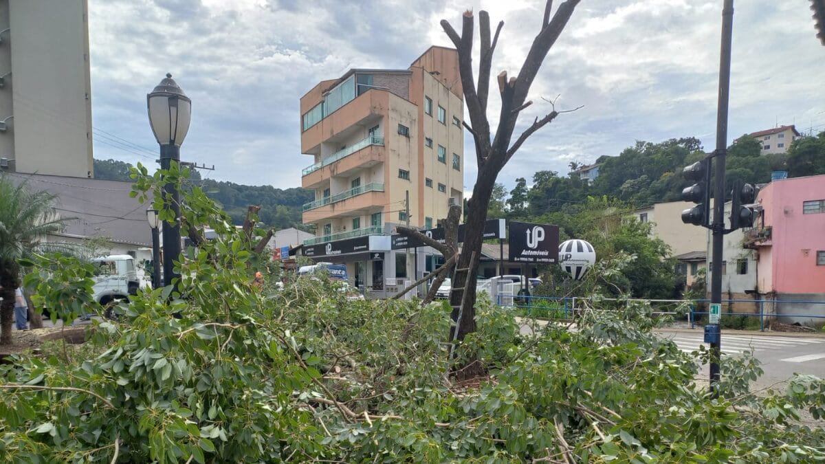 Corte de árvores em Capinzal