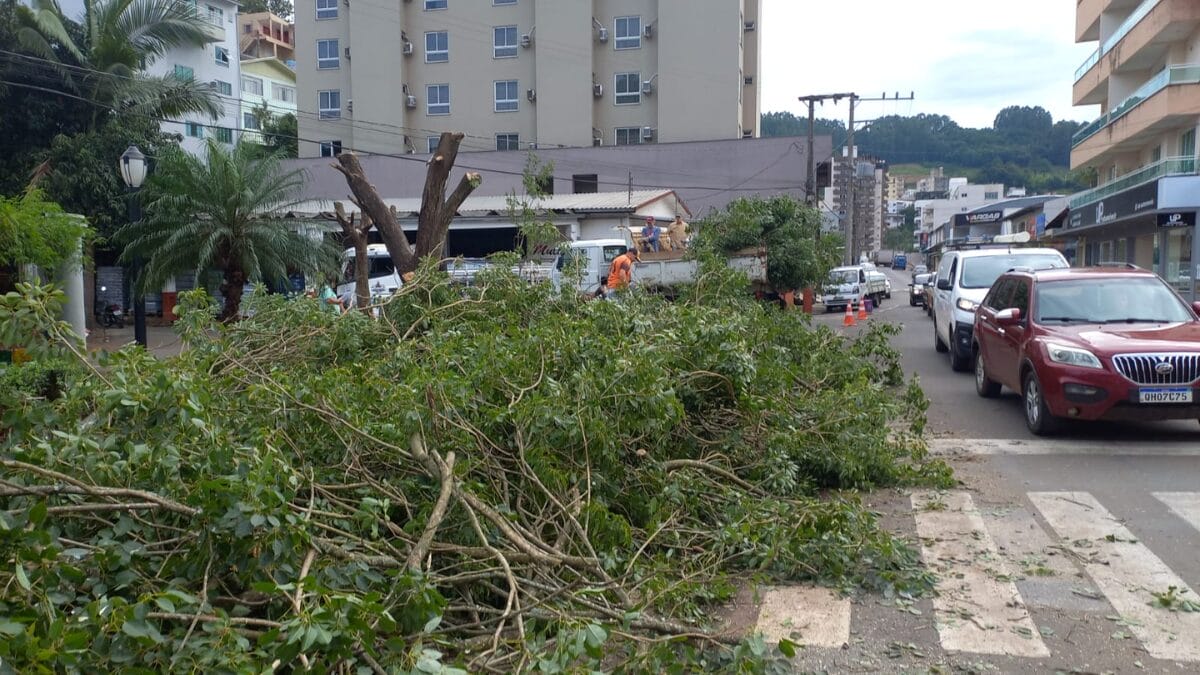 Corte de árvores em Capinzal