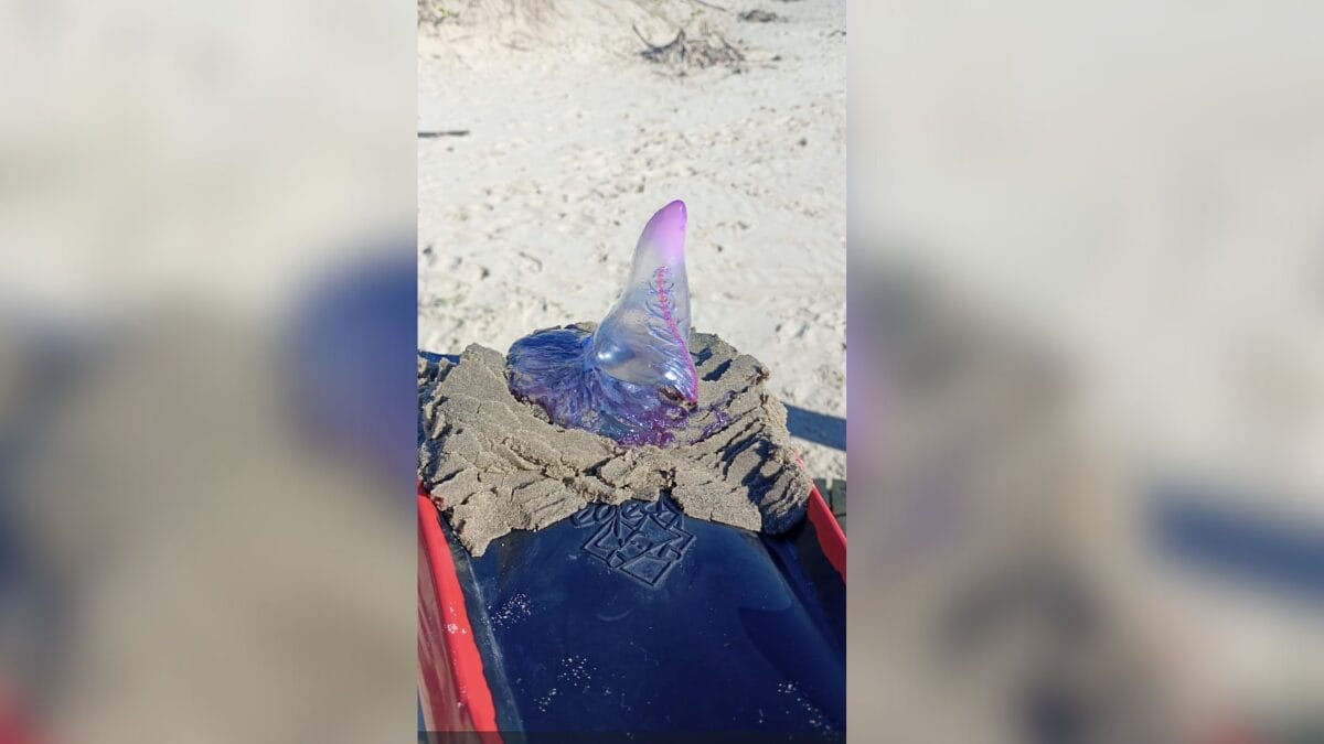 As chances de SC ser invadida por animais marinhos que colocaram praia brasileira em alerta