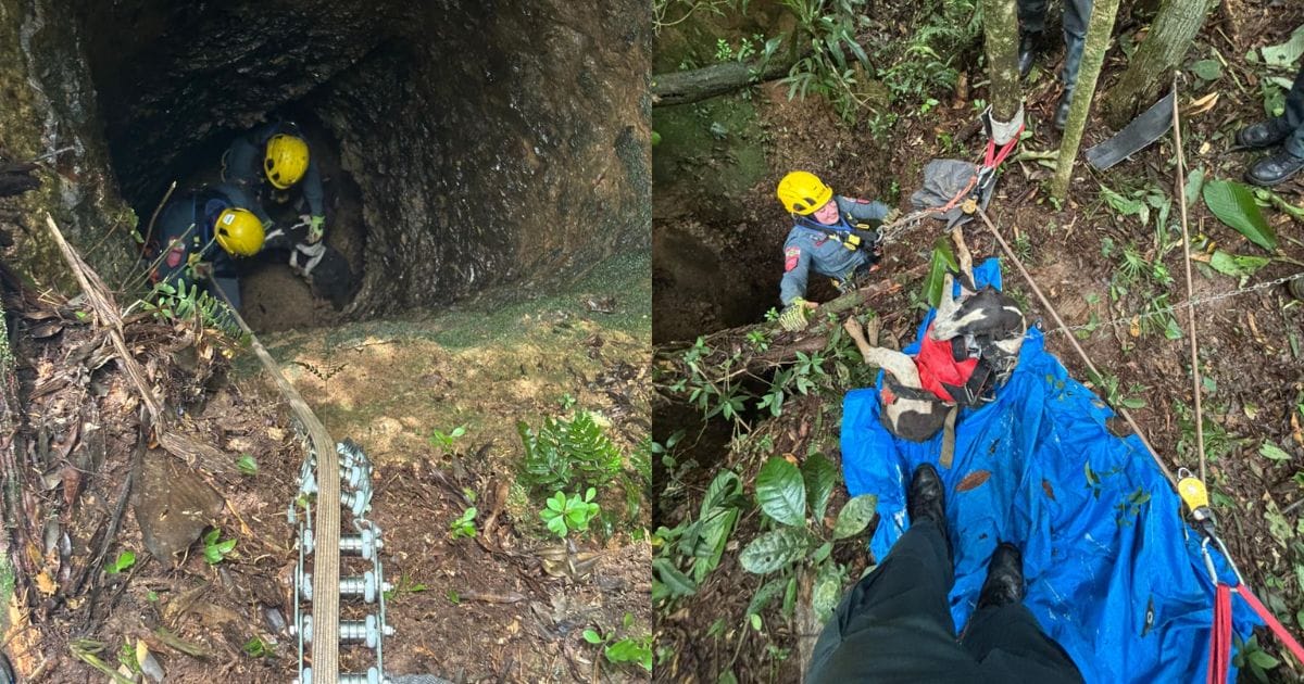 Bombeiros resgatam cães dentro de buraco