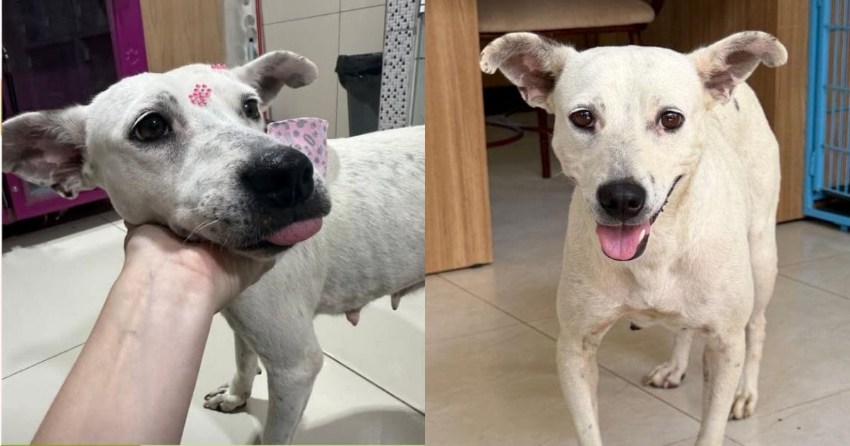 Cachorrinha foi batizada de Cookie
