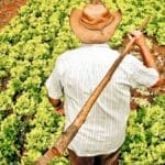 Renegociação de dívidas rurais emperra e atraso pode comprometer crédito para a próxima safra
