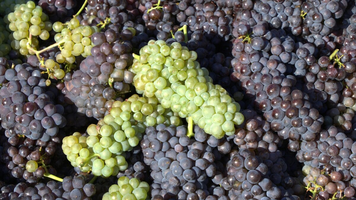 Caxias do Sul Cidade gaúcha faz 'saguzaço' com 300 litros de vinho tinto e 80 quilos de açúcar