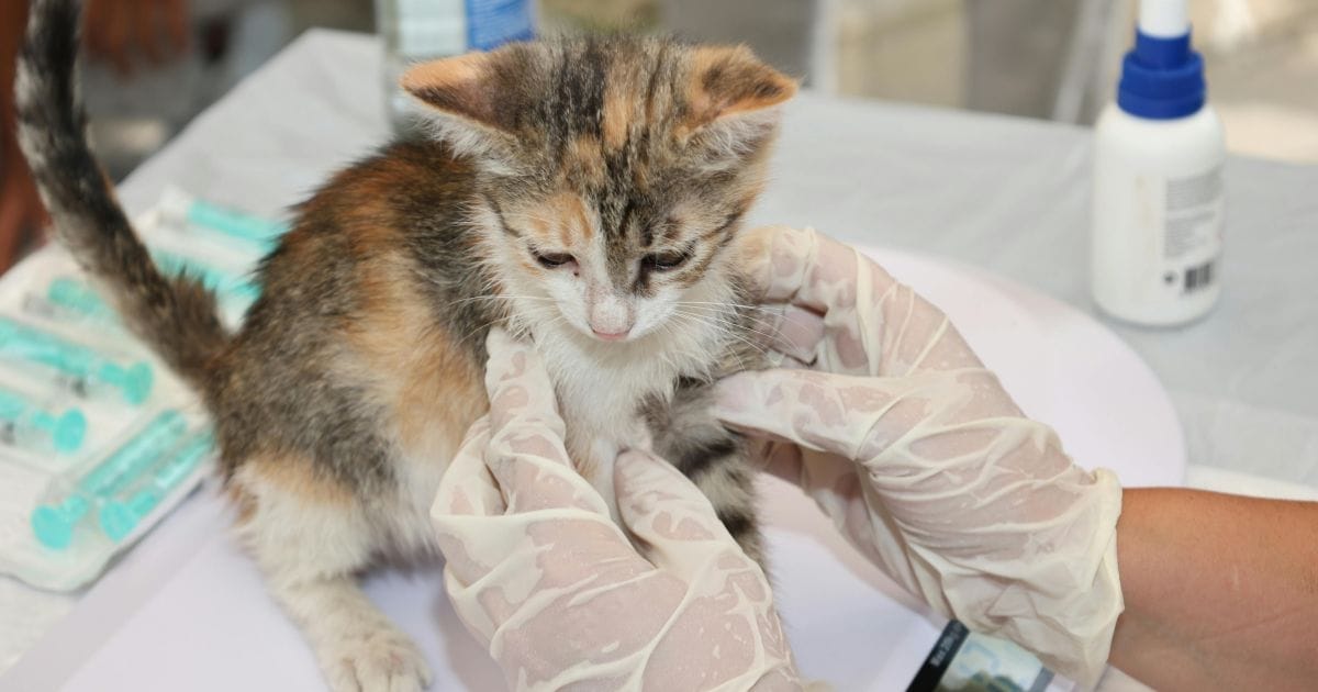 Chipagem de animais em Urussanga