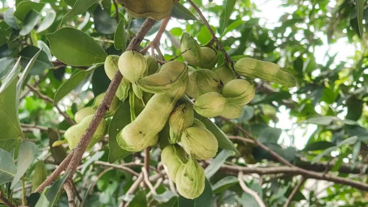 Cidade morena tem casas, calçadas e praças tomadas por fruto conhecido como 'feijão-doce' Campo Grande