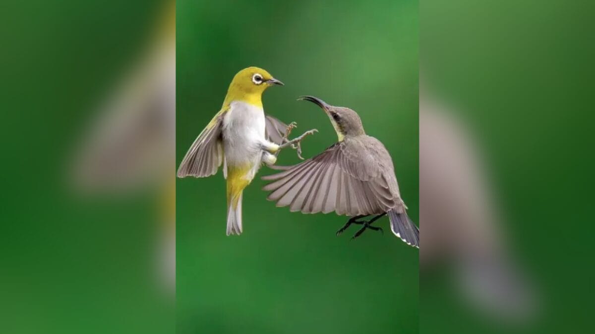 Close-Up Photographer of the Year