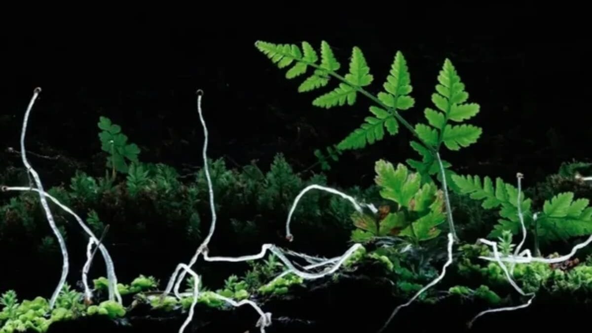 Close-Up Photographer of the Year