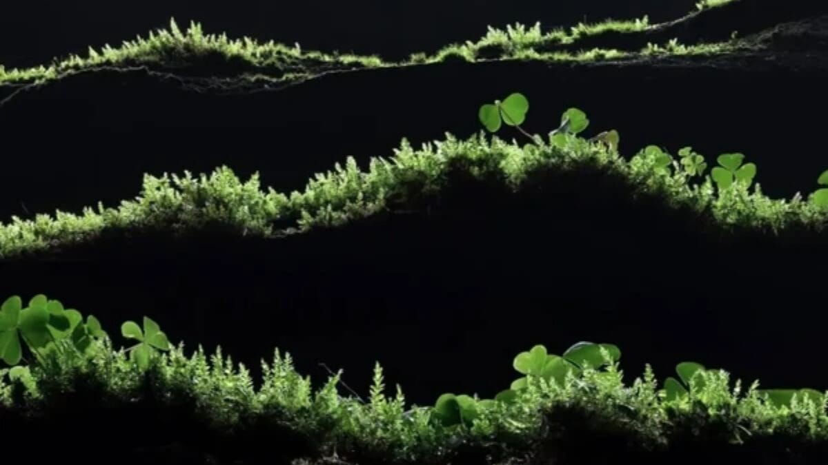 Close-Up Photographer of the Year