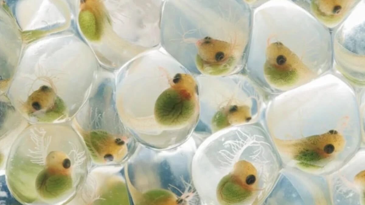 Close-Up Photographer of the Year