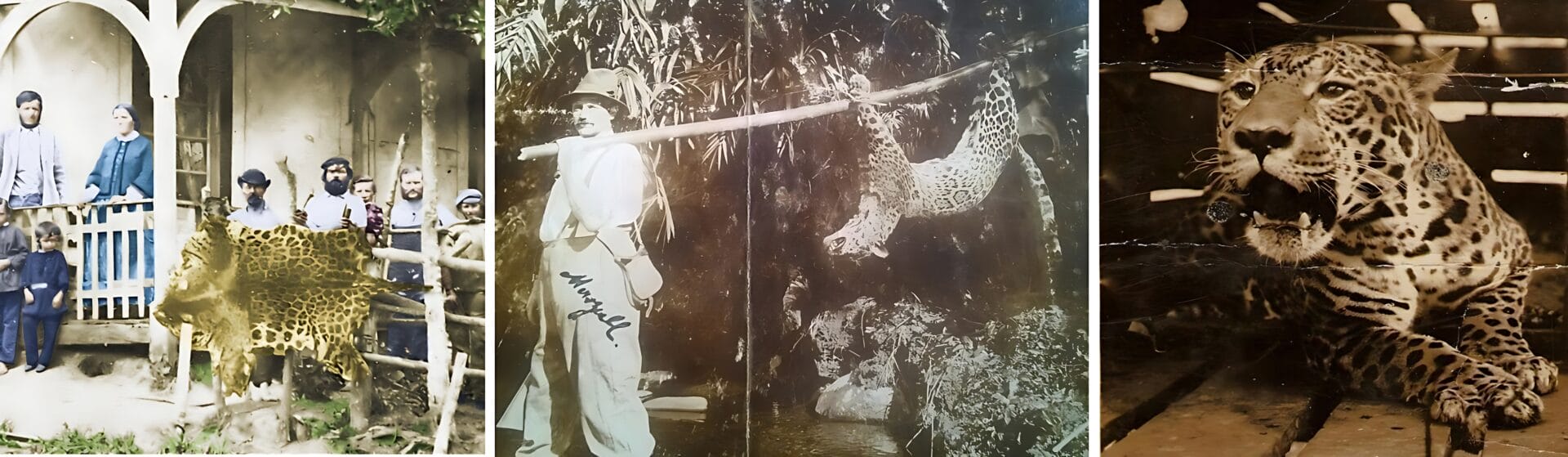 Estudo busca esclarecer o sumiço das onças-pintadas de regiões de SC (2)