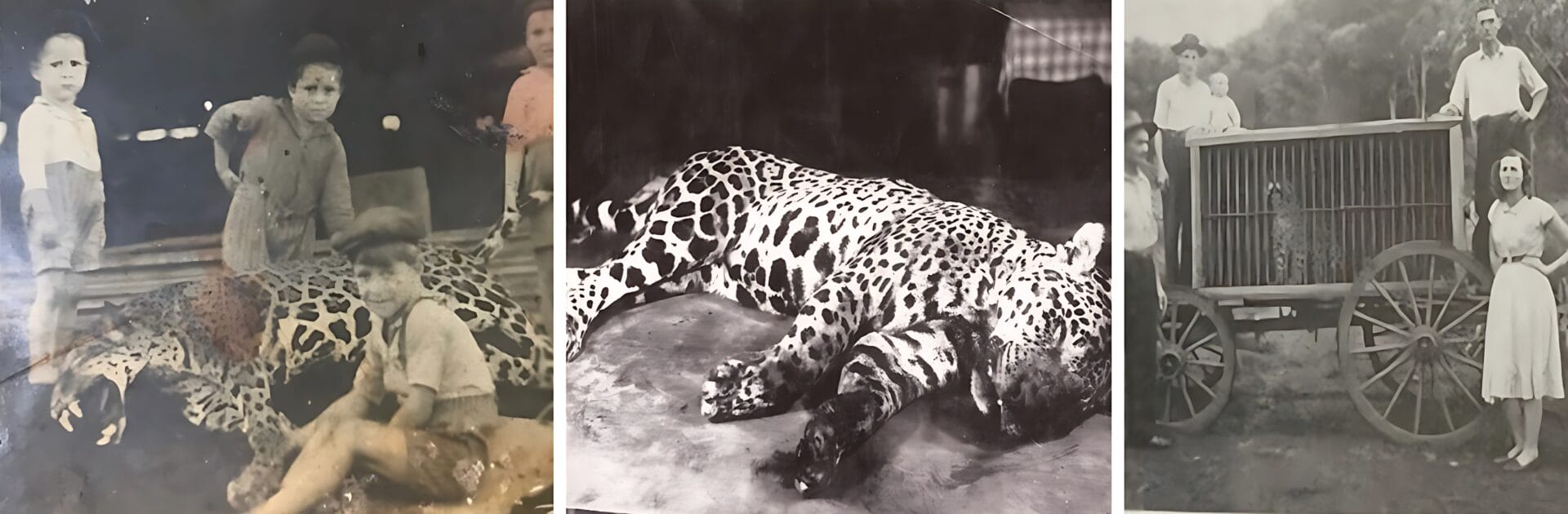 Estudo busca esclarecer o sumiço das onças-pintadas de regiões de SC (4)